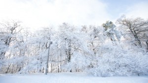 sneh.jpg